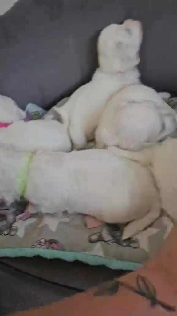 Maltese dogs for sale: 🐾 Adorable Maltese Puppies 🐾  - Video 2