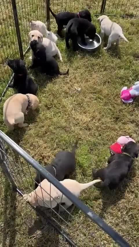 Labrador Retriever dogs for sale: Excellent KC reg-health checked home bred line - Video 1