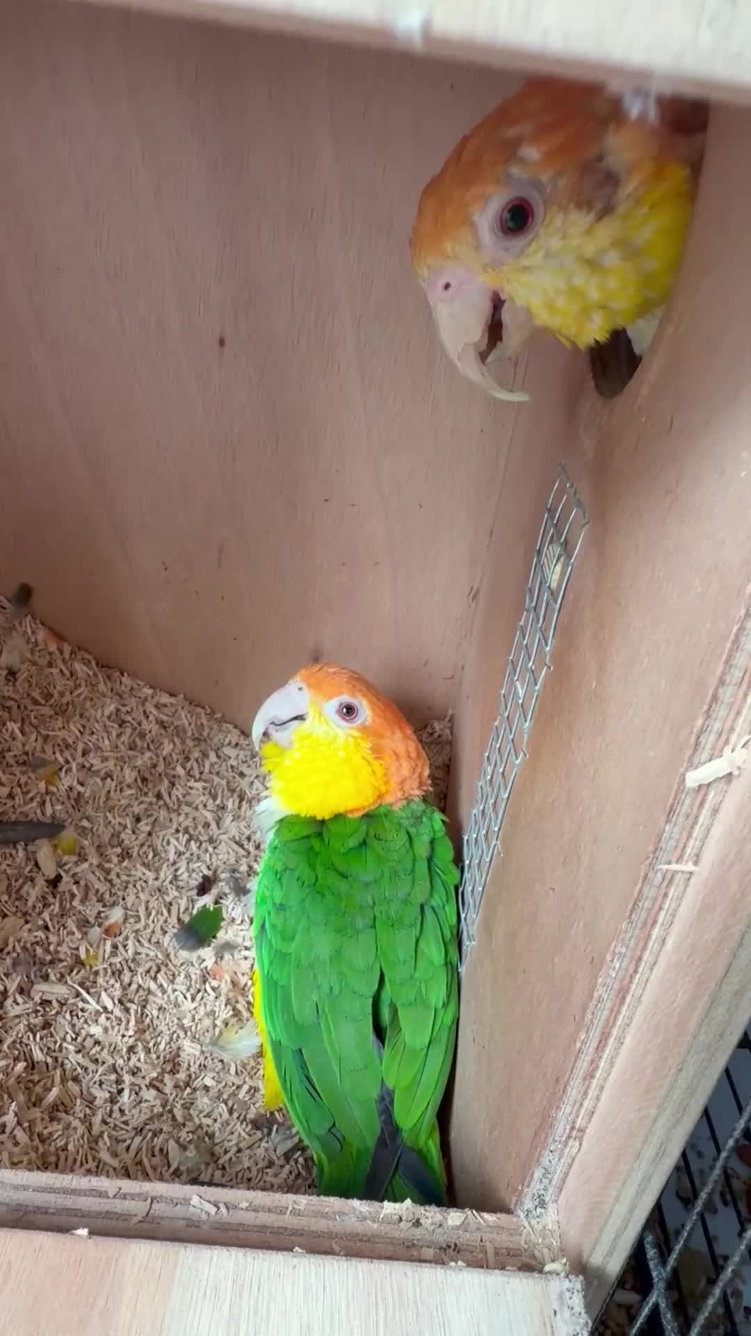 Parrots birds for sale: PAIRS Yellow thighed caique Quaker parrolette  - Video 1