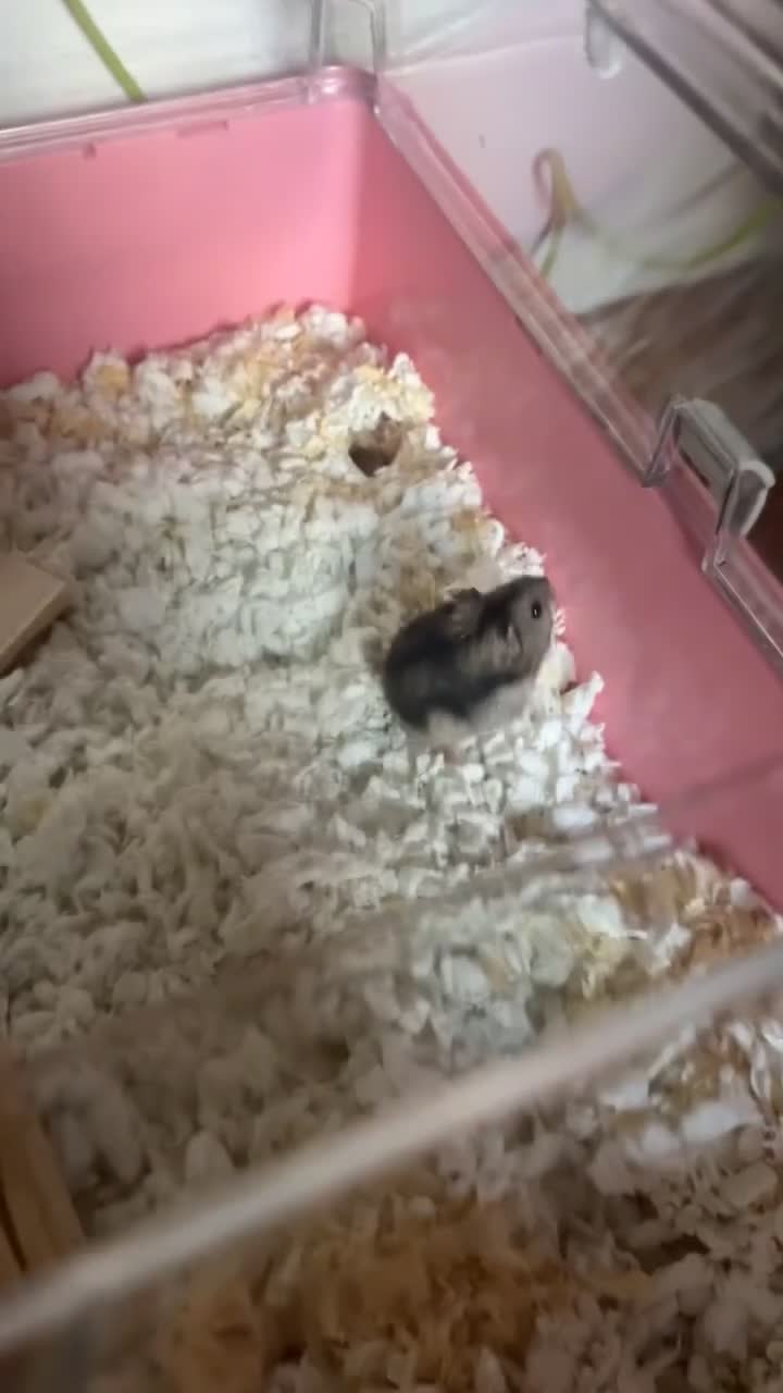 Hamster rodents for sale: Super cute young dwarf hamster - Video 3