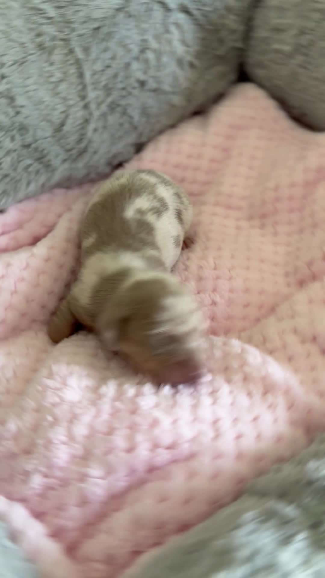 Miniature Dachshund dogs for sale: Kennel club Miniature Dachshunds  - Video 2