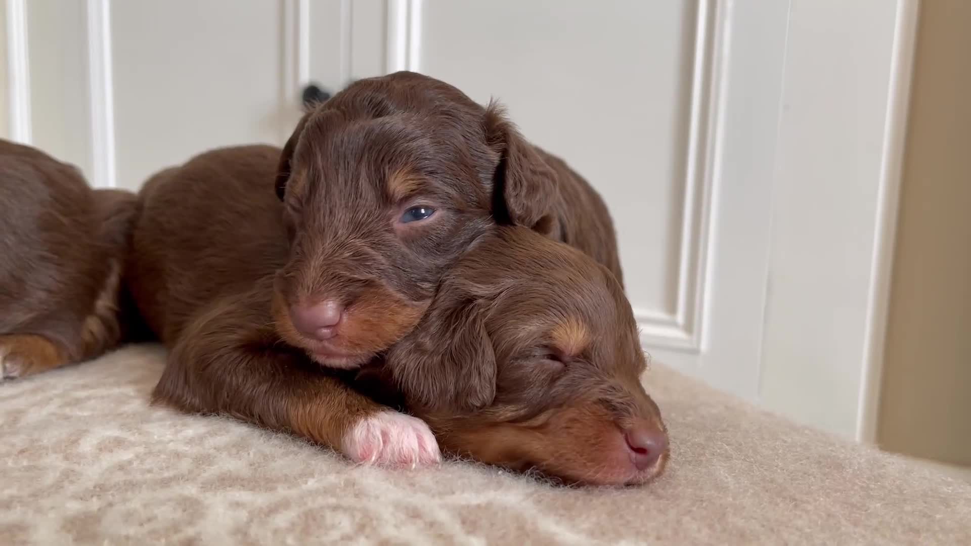 Bordoodle dogs for sale: OUTSTANDING *TRI COLOUR* MINIATURE BORDOODLES - Video 2