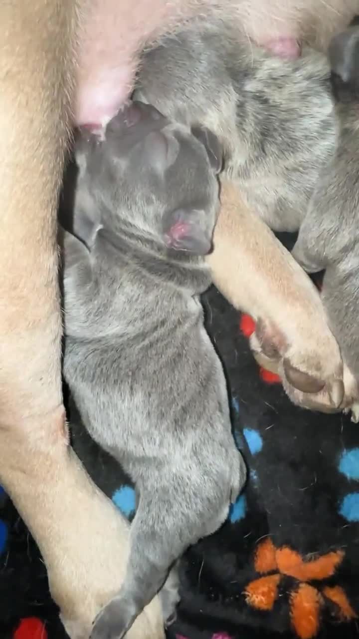 French Bulldog dogs for sale: Stunning french bulldog puppies - Video 2