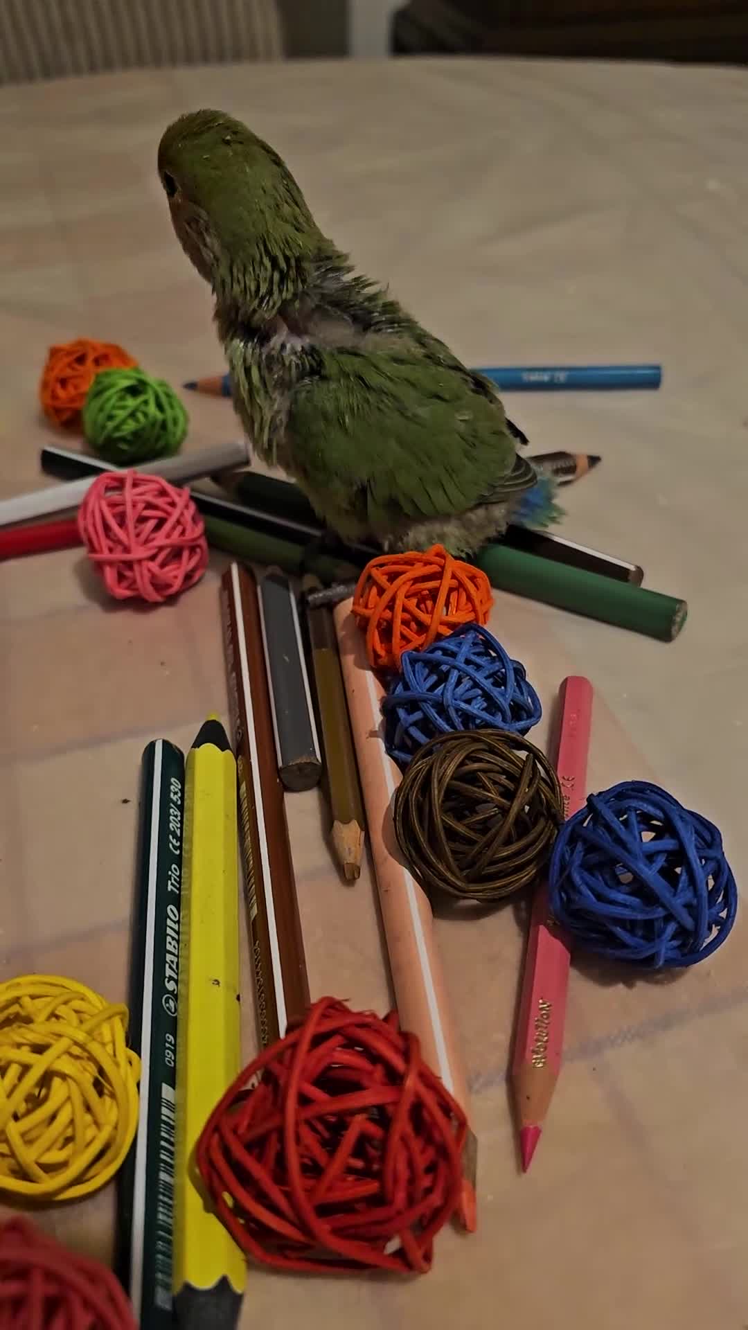 Lovebirds birds for sale: 3 Baby lovebirds - Video 2