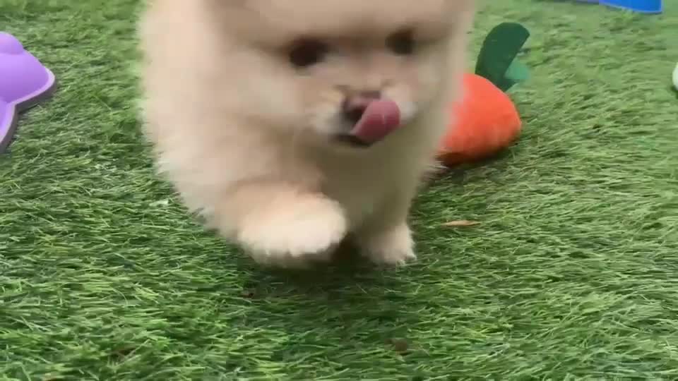Pomeranian dogs for sale: Adorable, KC Registered Pomeranian Puppies in Colchester - Video 1