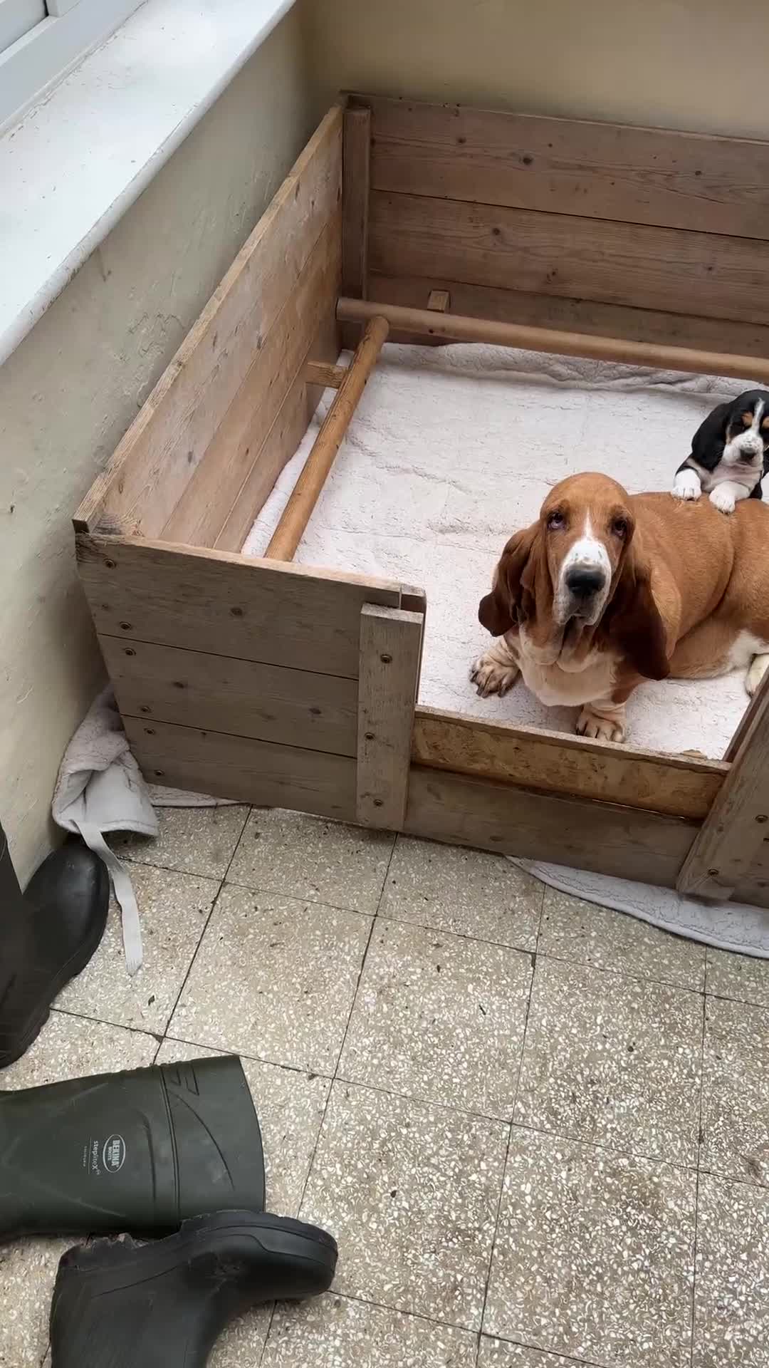 Basset Hound dogs for sale: Traditional Basset pups  - Video 1