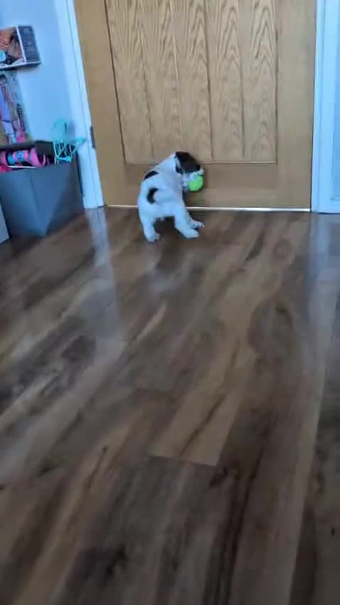 Cocker Spaniel dogs for sale: Working Cocker Spaniels - excellent blood line  - Video 1