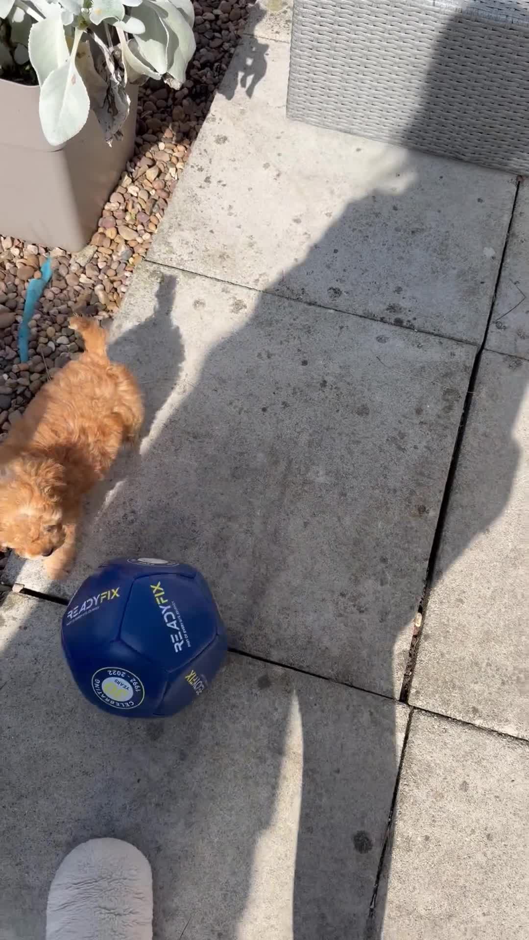 Cavapoo dogs for sale: Cavapoo in Clitheroe - Video 1