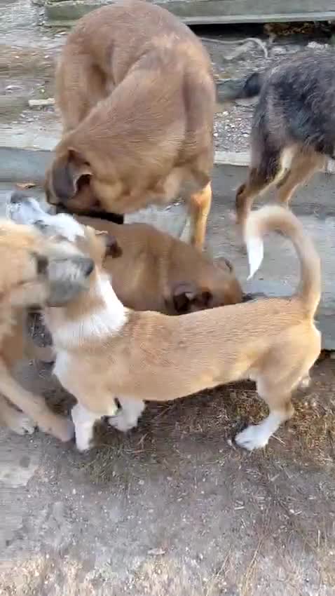 Mixed Breed dogs for adoption: 💛DIEGO💛 - a handsome puppy boy for a Loving Home - Video 1