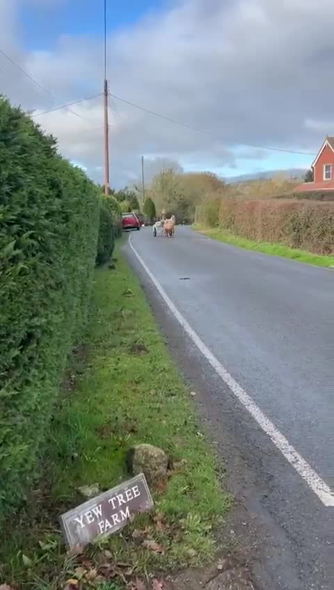 Shetland pony horses for sale: Shetland pony mare in Sevenoaks - Video 1