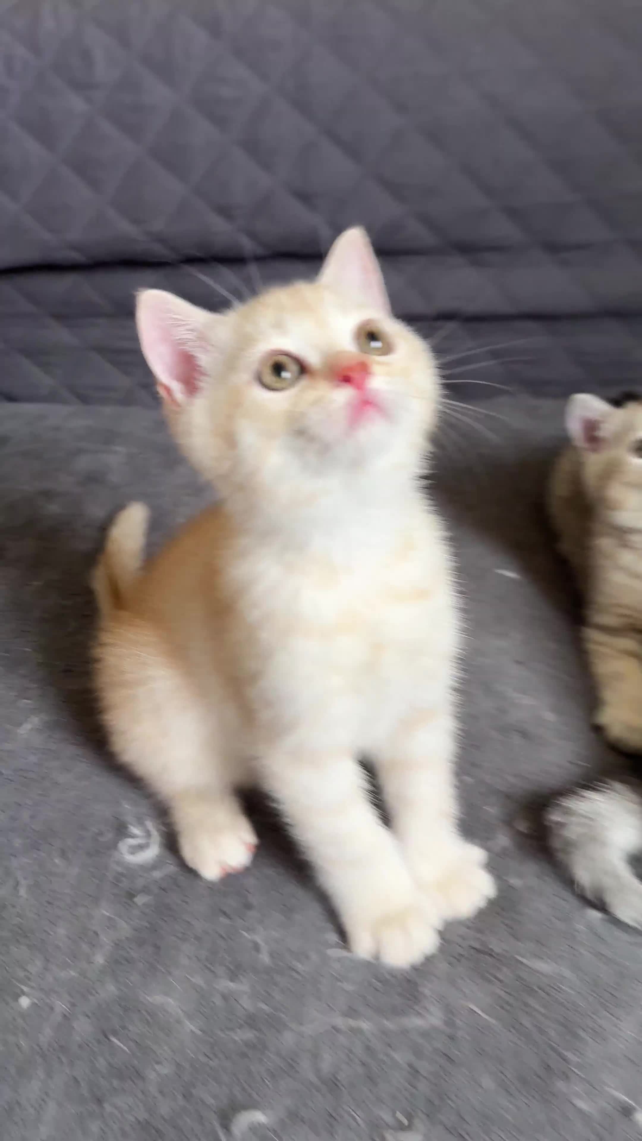 British Shorthair cats for sale: Stunning British Shorthair  - Video 3