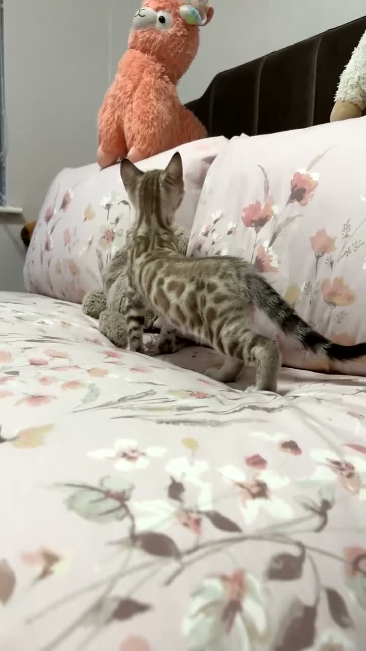 Mixed Breed cats for sale: Beautiful Bengal boy - Video 1
