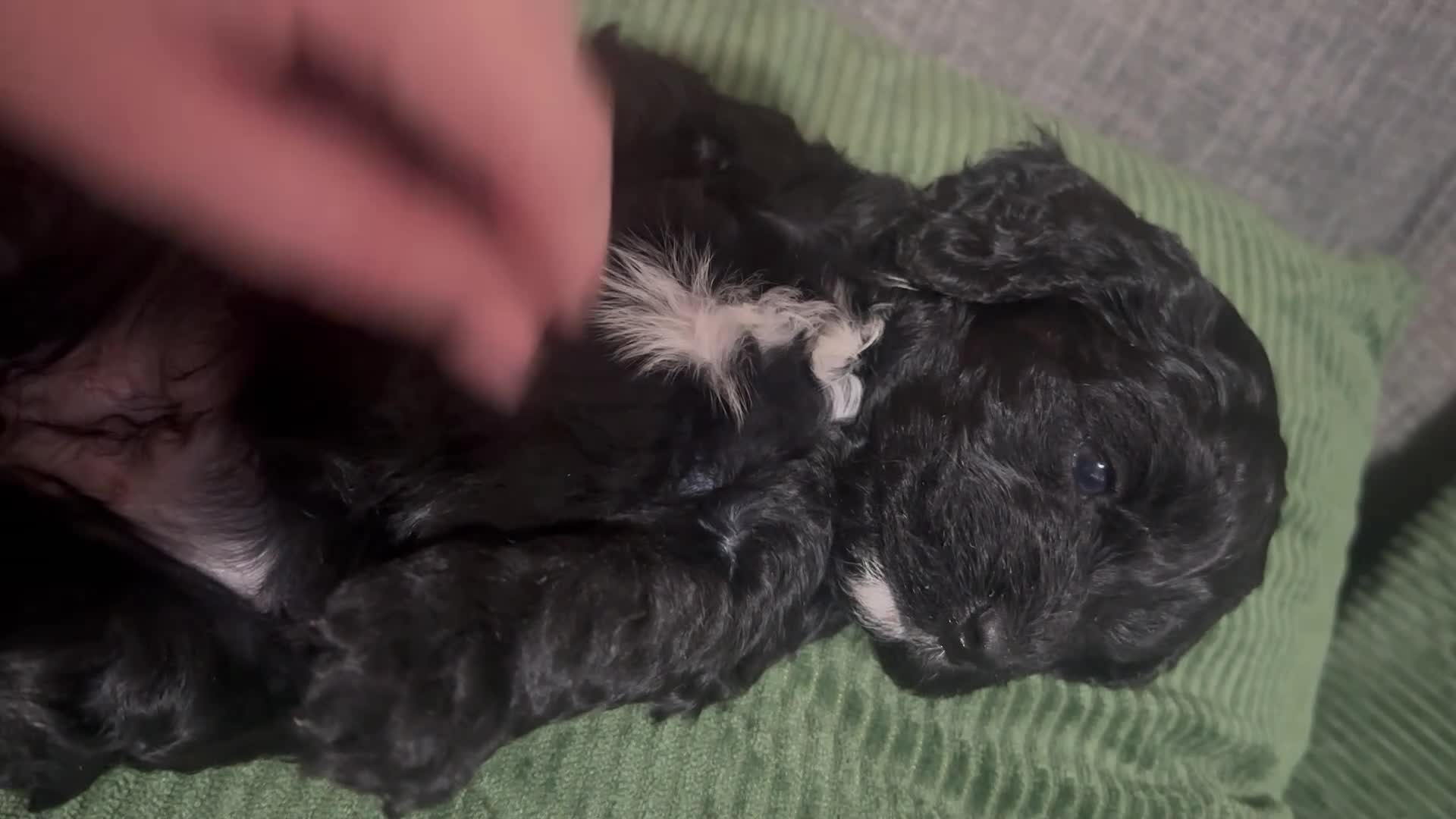 Mixed Breed dogs for sale: Beautiful Cocka/Cavapoo puppies.  - Video 2