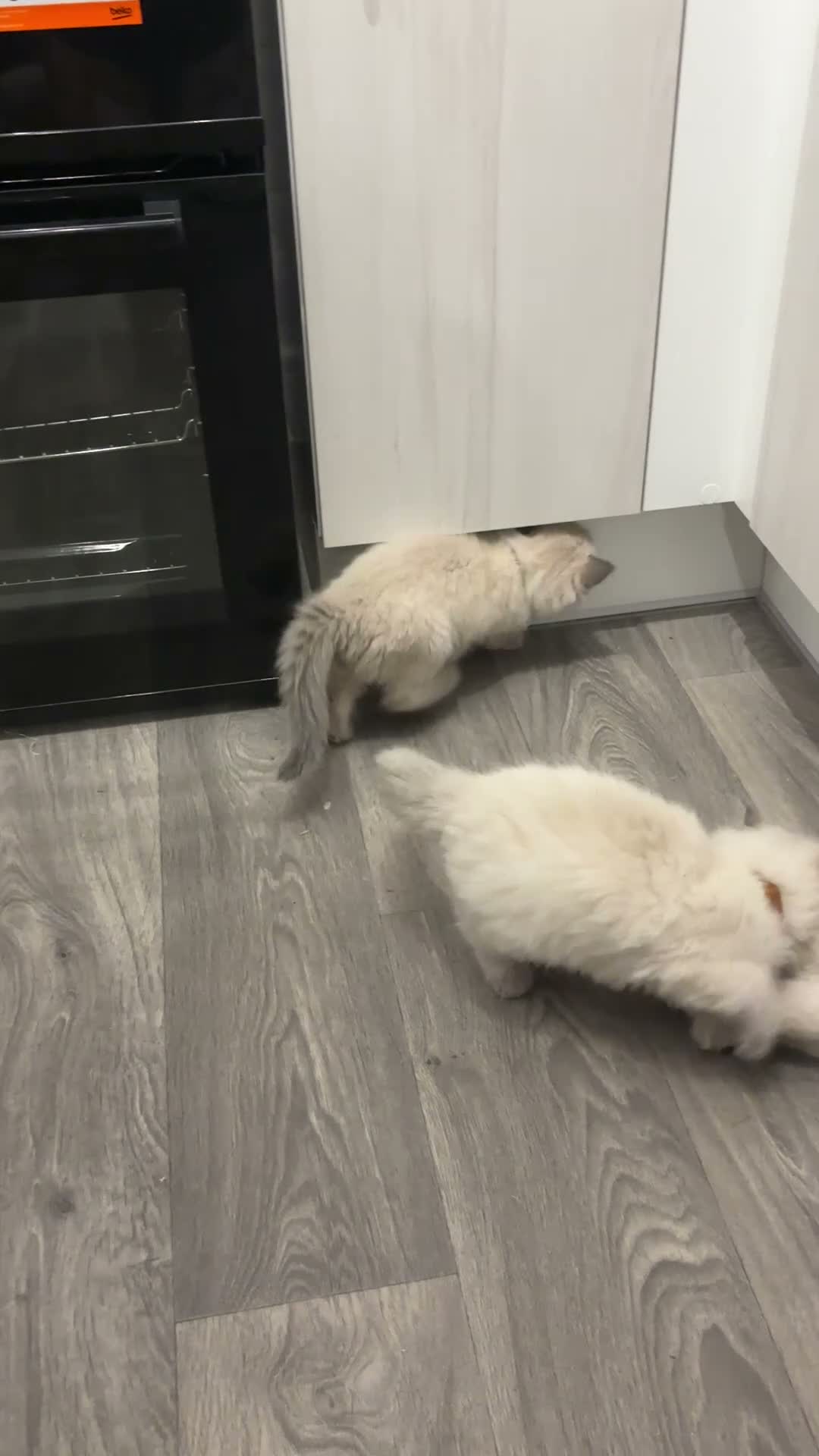 Ragdoll cats for sale: Blue mitted, large-sized line Ragdolls for sale in Gloucester - Video 2