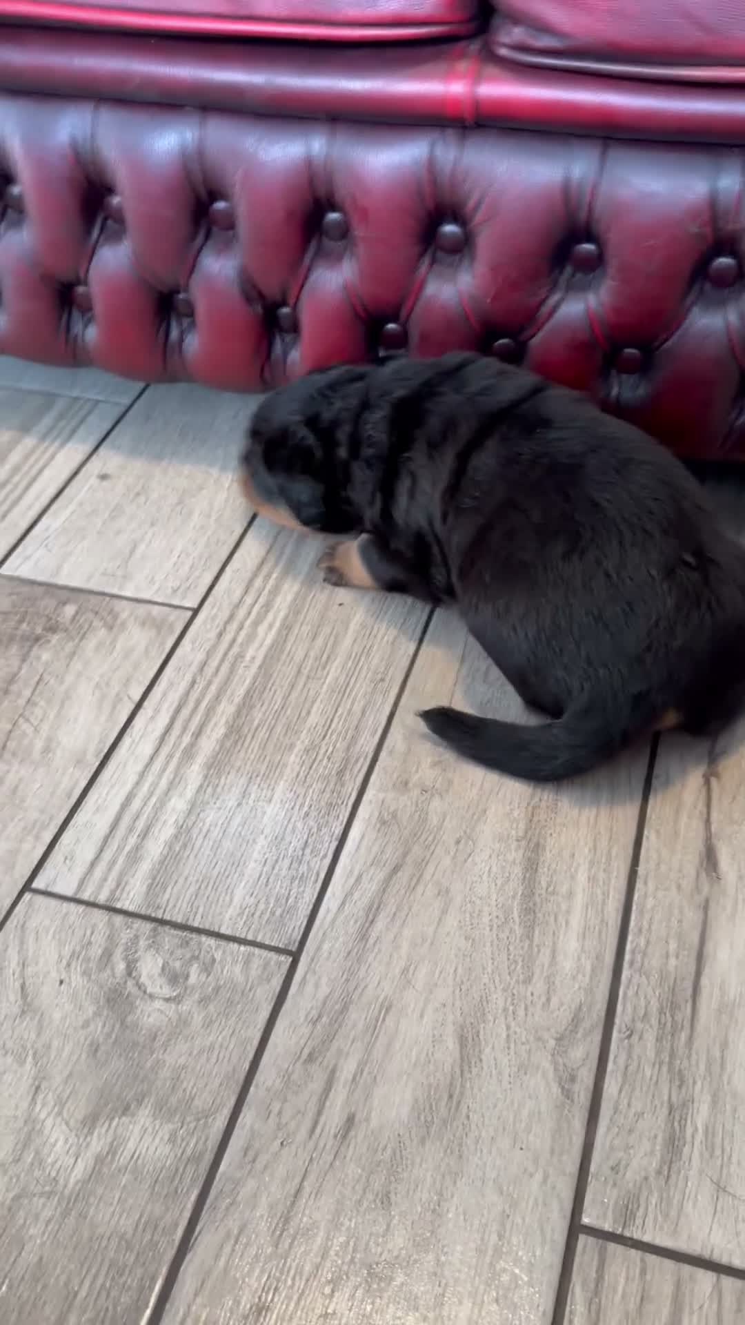 Rottweiler dogs for sale: STUNNING KC OLDER FEMALE FROM TK’s LINES - Video 1