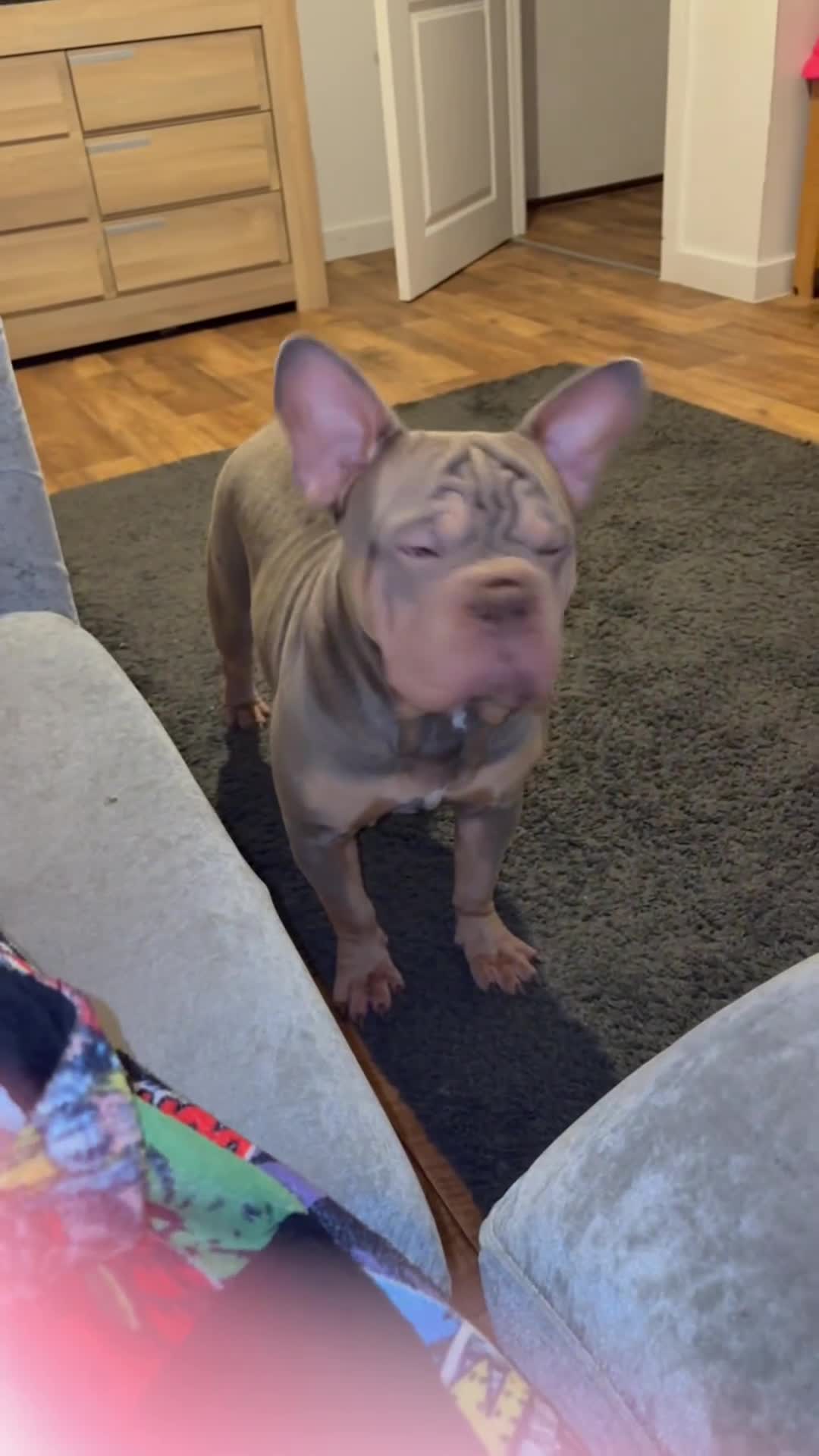 French Bulldog dogs for sale: French bulldog males left - Video 1