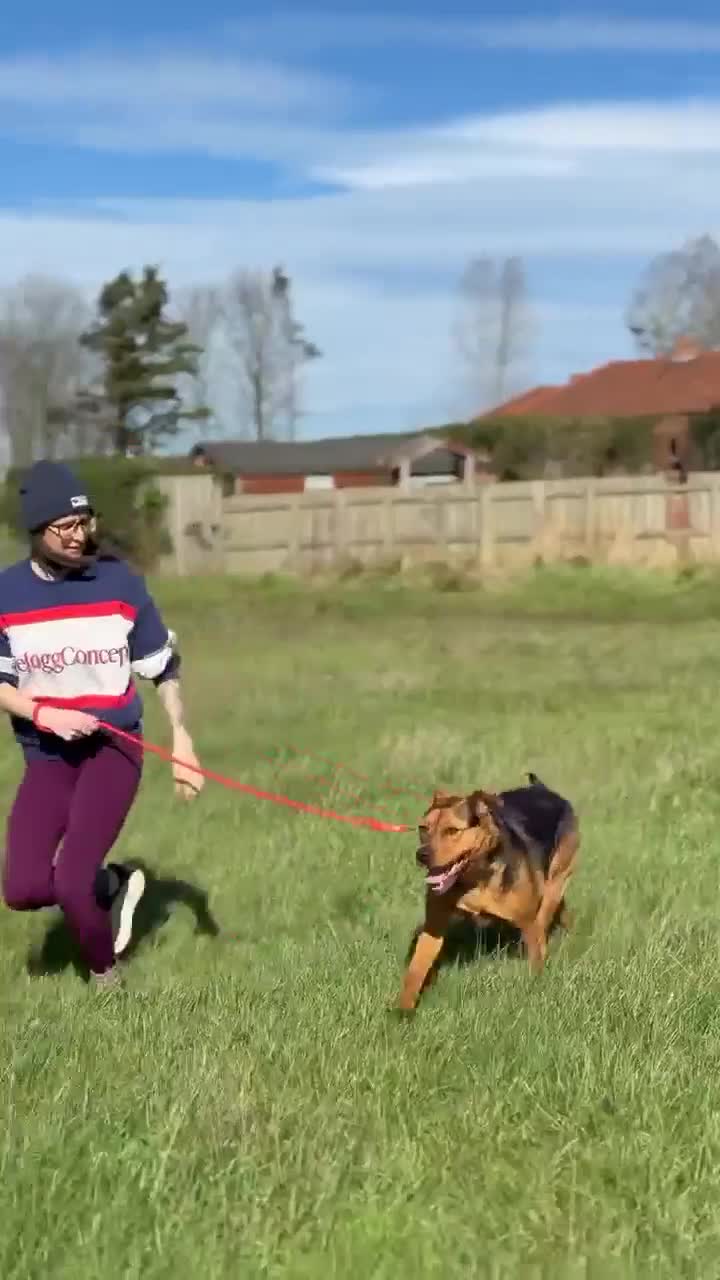 Mixed Breed dogs for adoption: STEPH - 6 years old, Lovable, Large Rottie Mix in Newcastle upon Tyne - Video 2