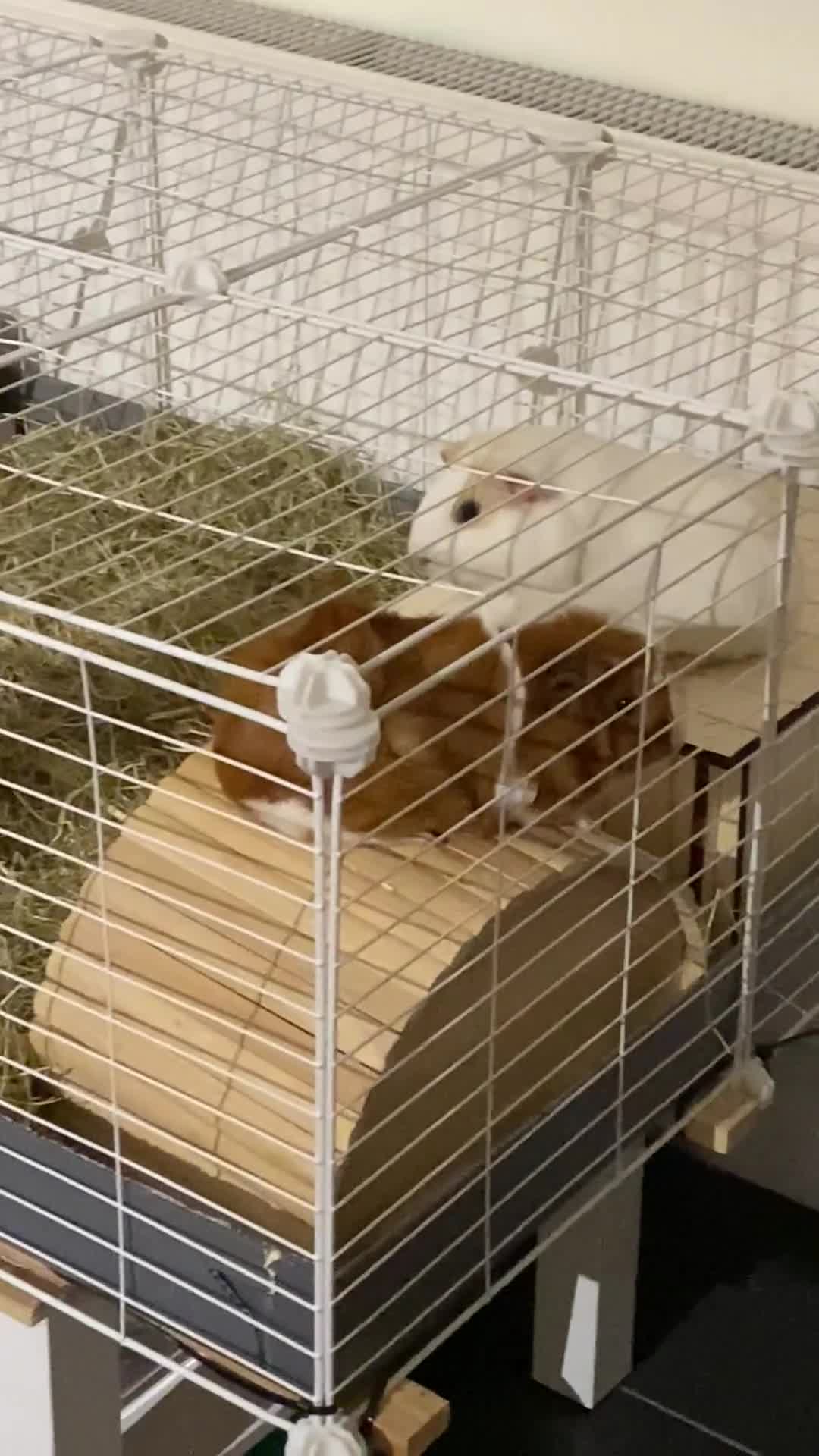 Guinea Pig rodents for sale: 4 girl guinea pigs plus cage and accessories  - Video 1