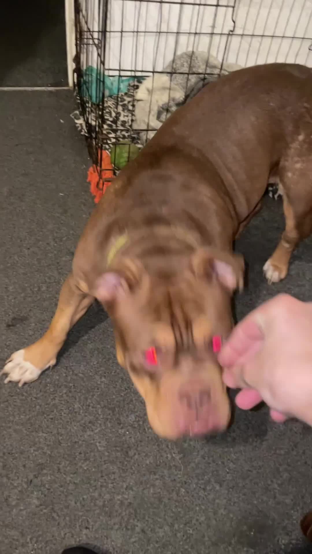 English Bulldog dogs for sale: Shelby  - Video 1