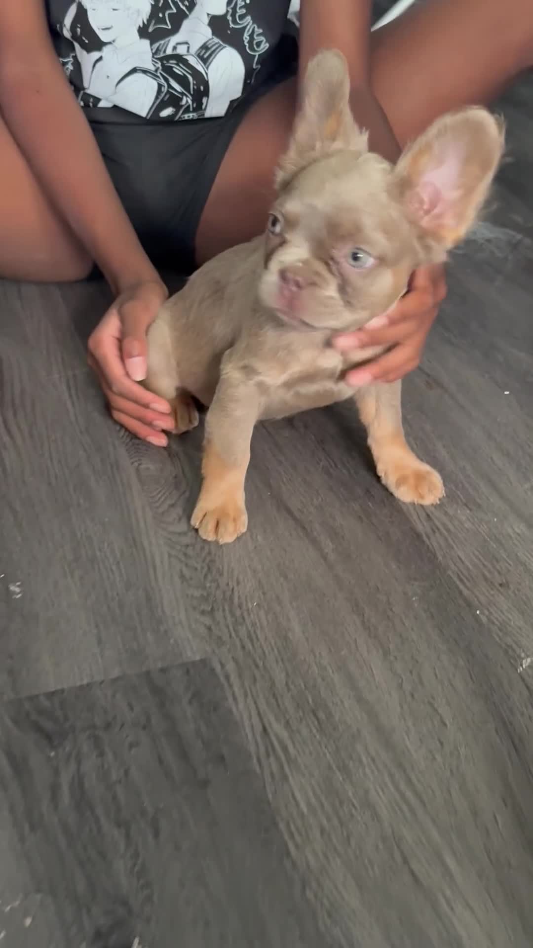 French Bulldog dogs for sale: REDUCED!! Last Fluffy frenchie Pink carriers - Video 2