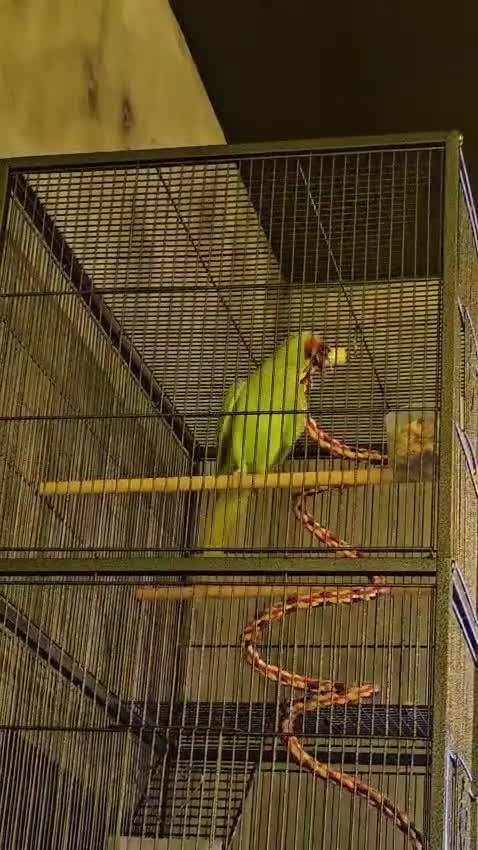 Ringnecks birds for sale: Ringneck parrot - Video 3