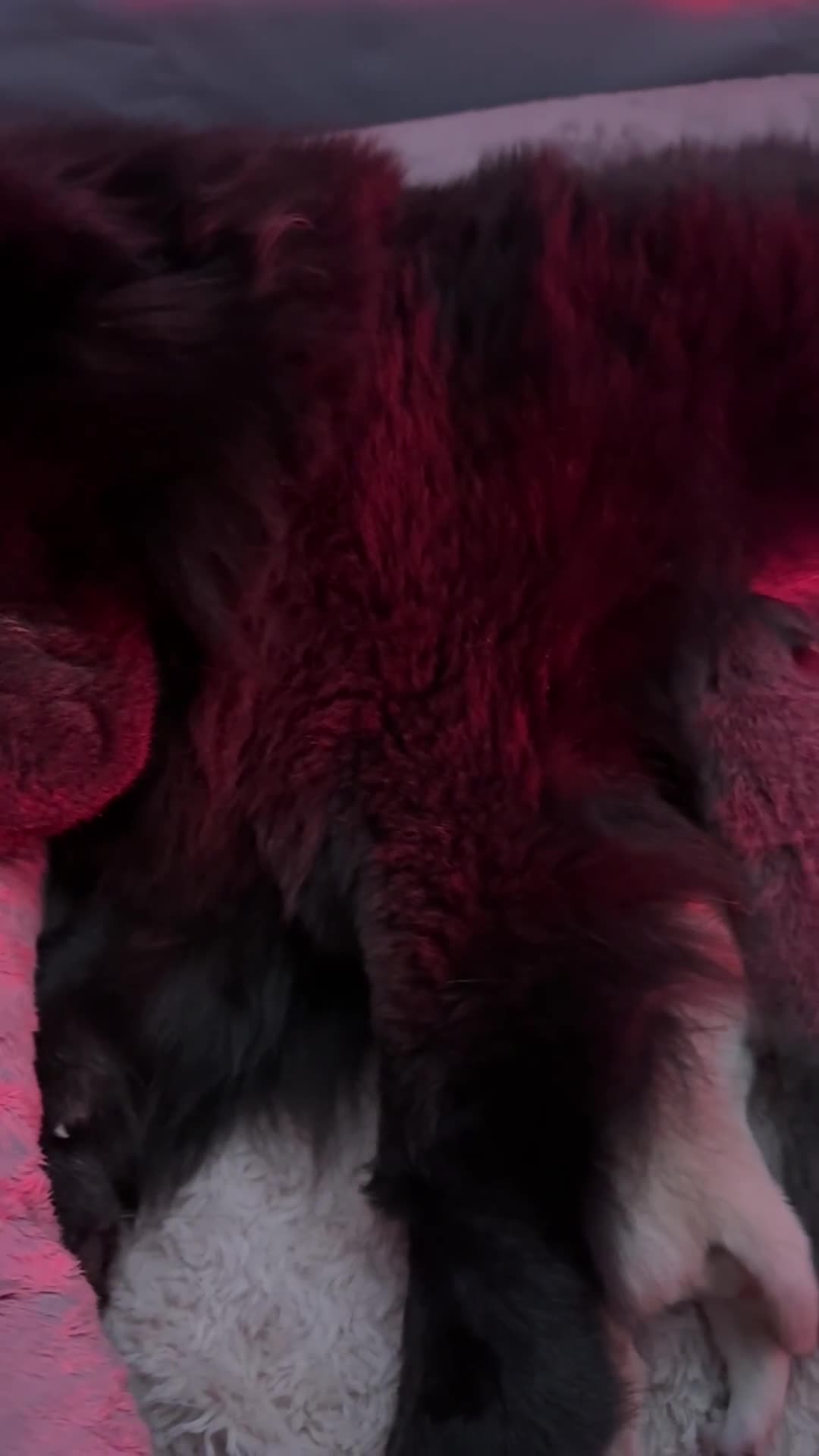 Chow Chow dogs for sale: 5 girls/4 boys full Chow Chow puppies - Video 1