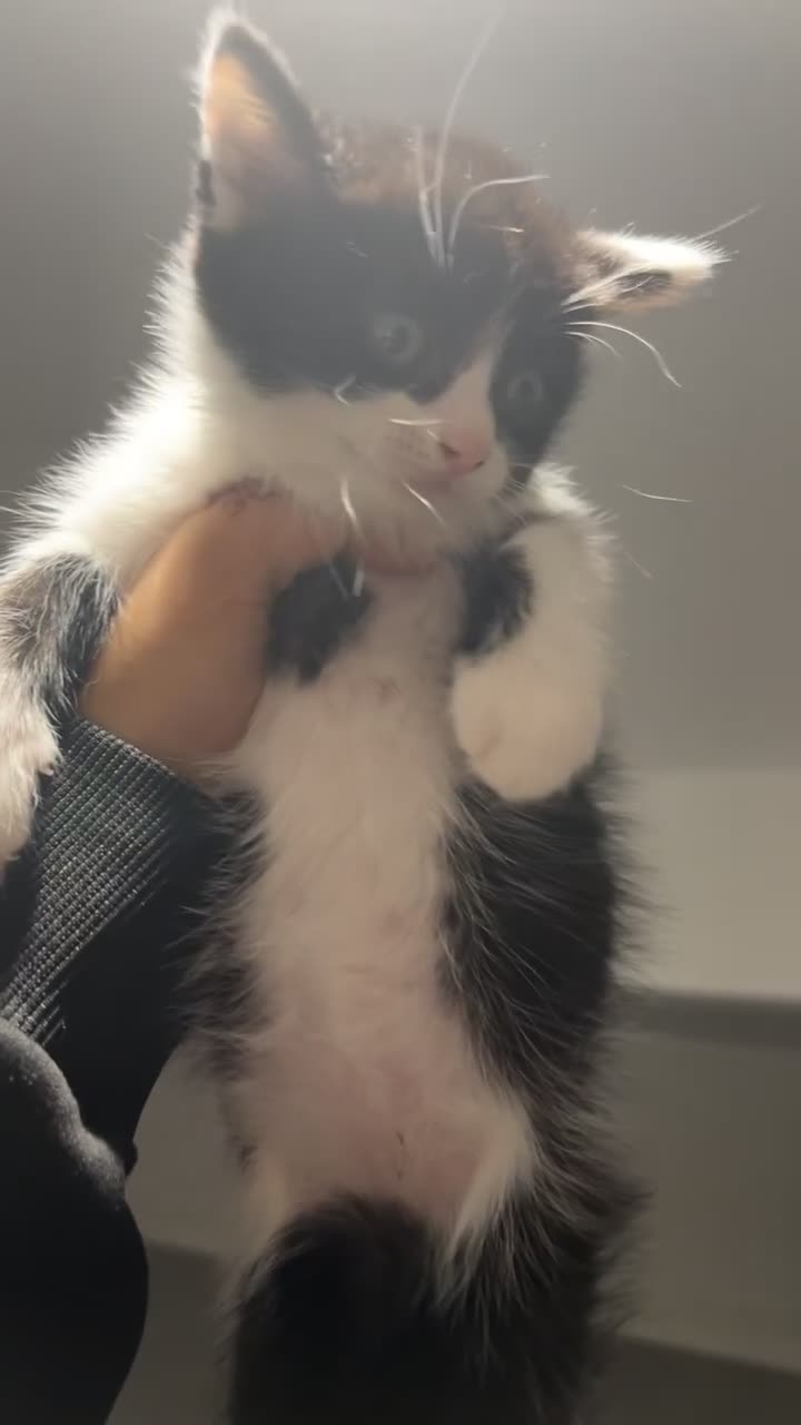 British Shorthair cats for sale: Black and white kitten  - Video 2