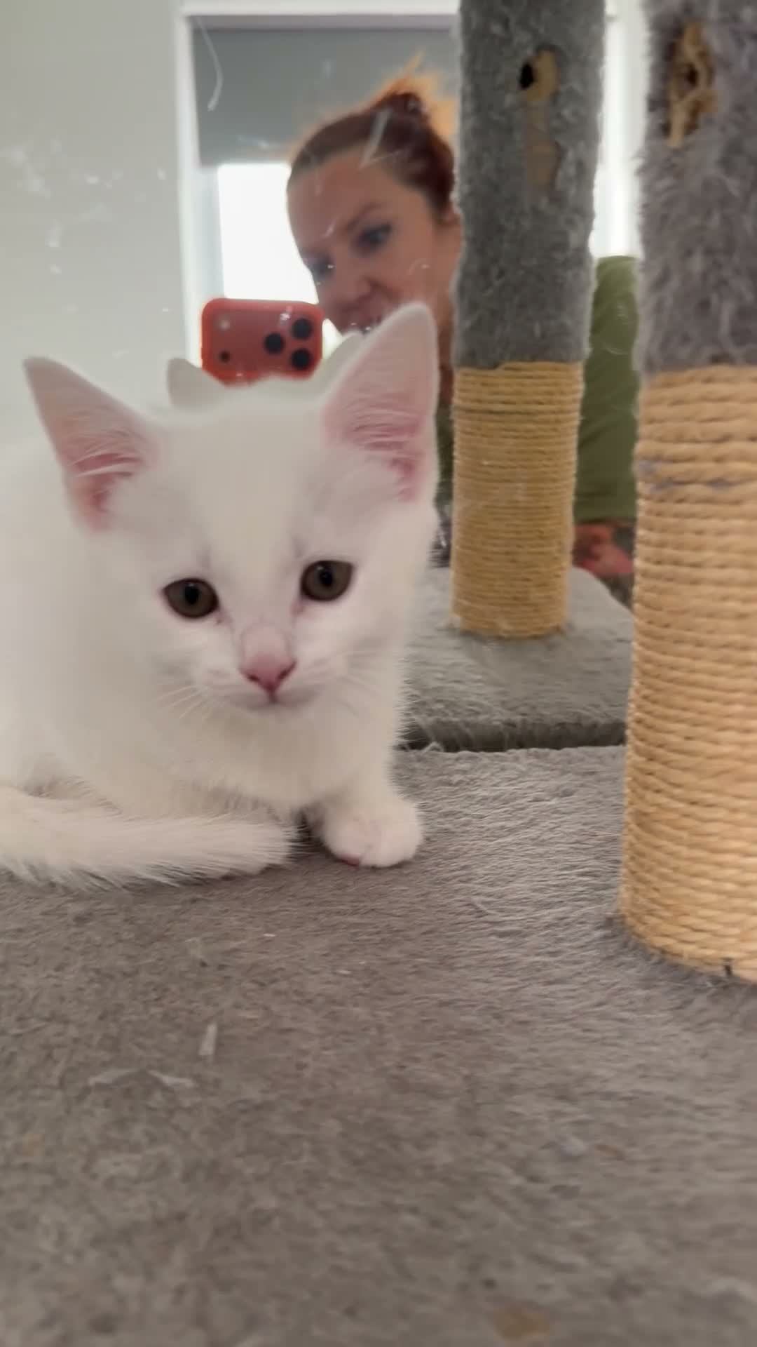 Mixed Breed cats for sale: Kittens very unusual  - Video 1