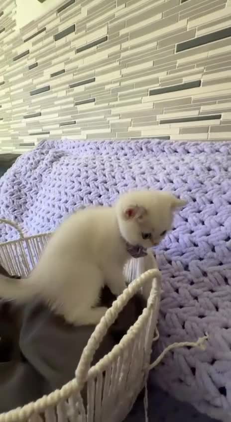 British Shorthair cats for sale: British Shorthair Kitten Golden Tipped Colourpoint - Video 4