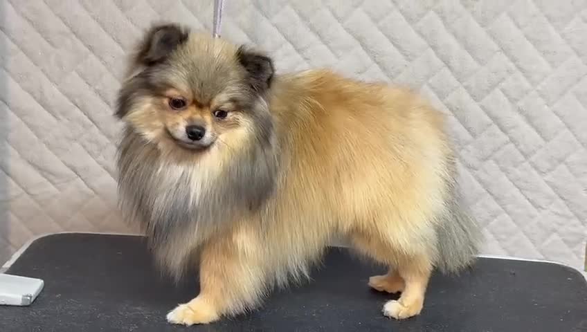 Pomeranian dogs for adoption: Prince: The Little Dog Who Survived  - Video 1