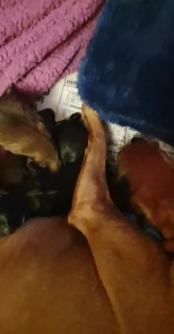 Miniature Pinscher dogs for sale: Miniature Pinscher Last boy pup show potential  - Video 3