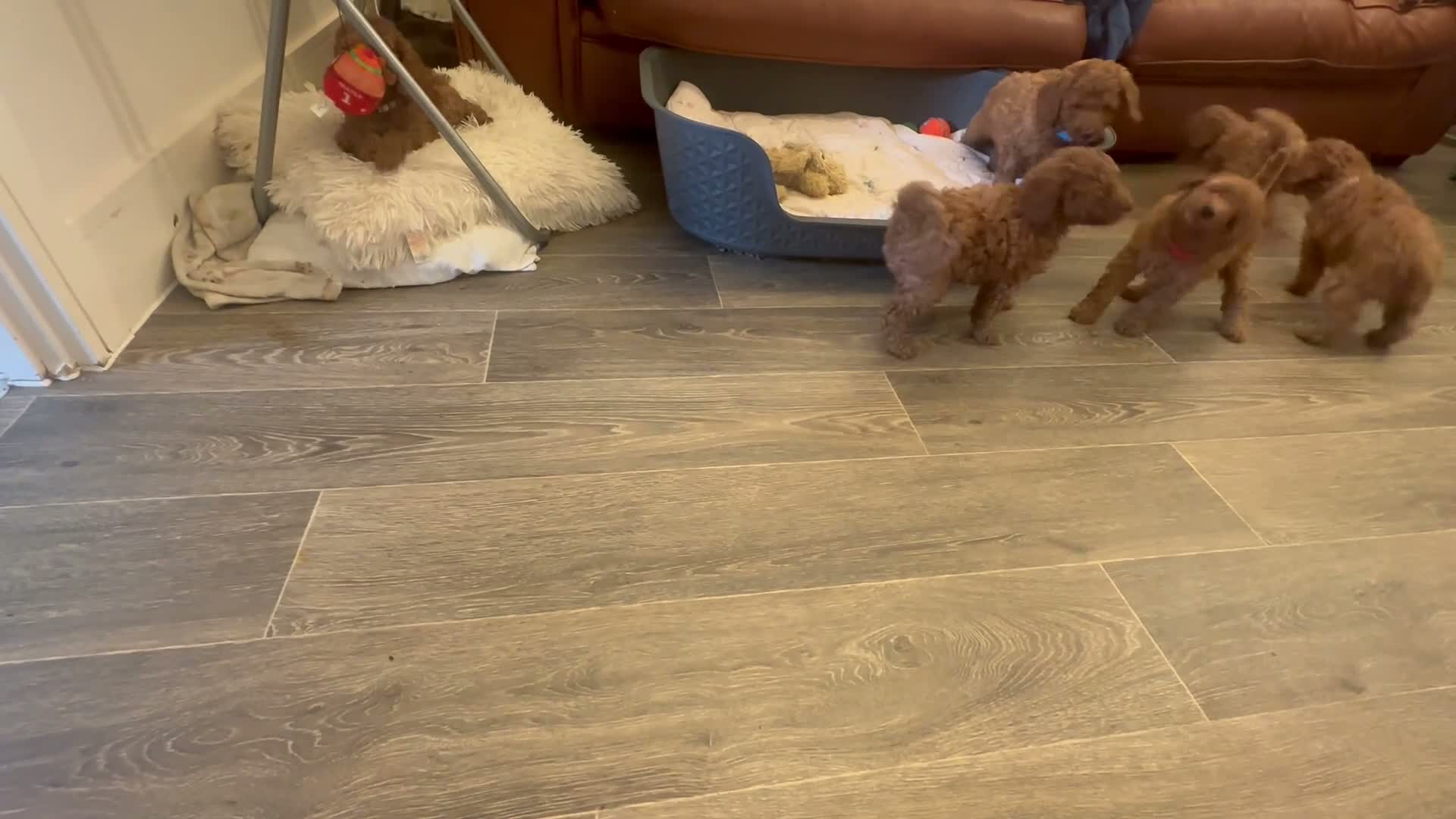 Miniature Poodle dogs for sale: 2 beautiful miniature poodle puppies - Video 1