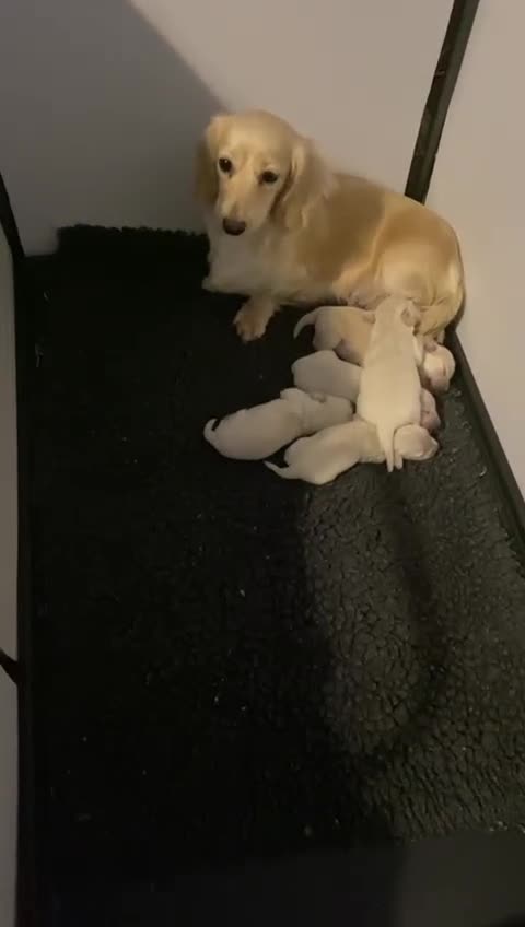 Miniature Dachshund dogs for sale: Clear Creams kc reg - Video 2