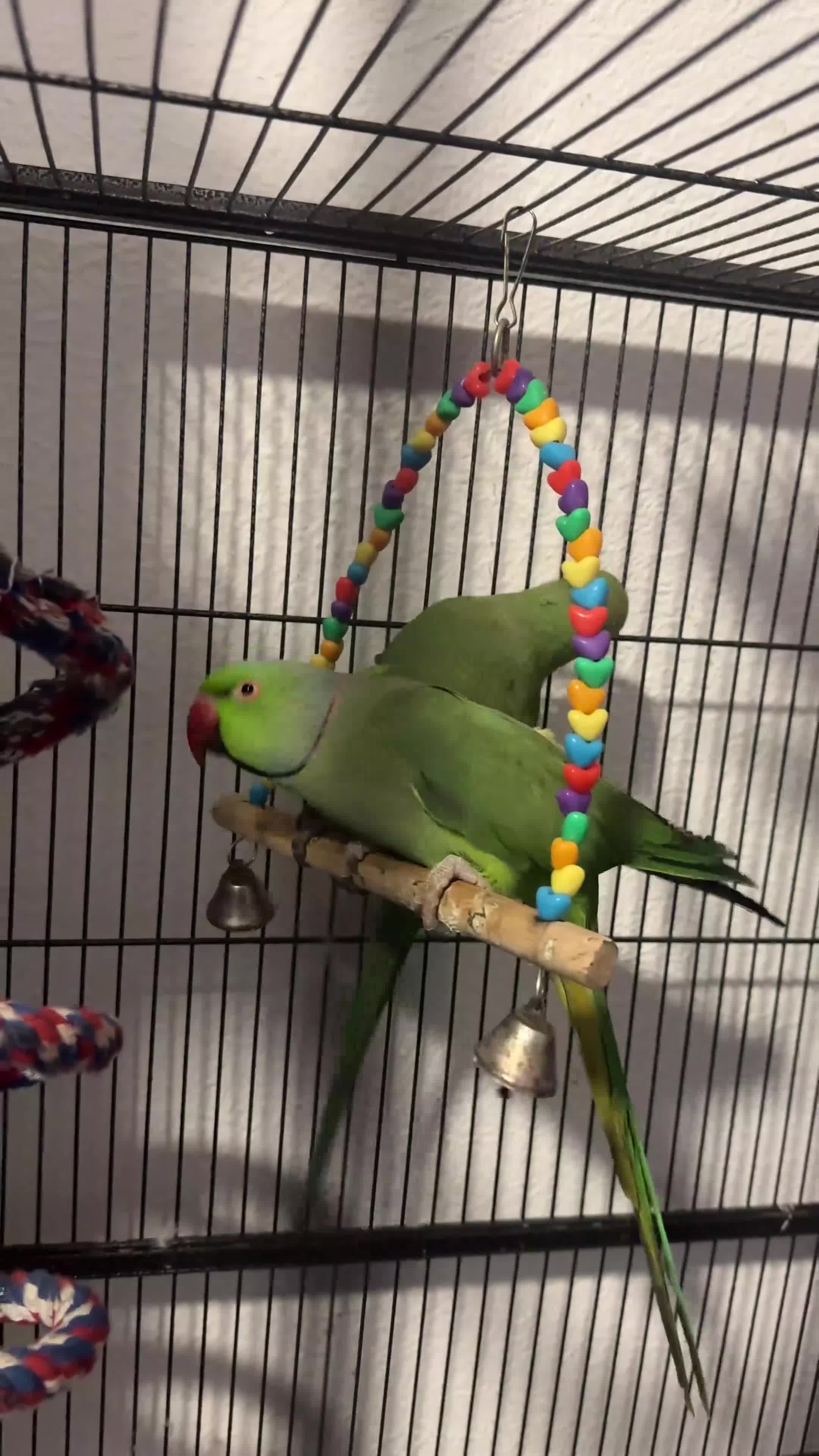 Ringnecks birds for sale: Rehome my indian ringneck pair - Video 1