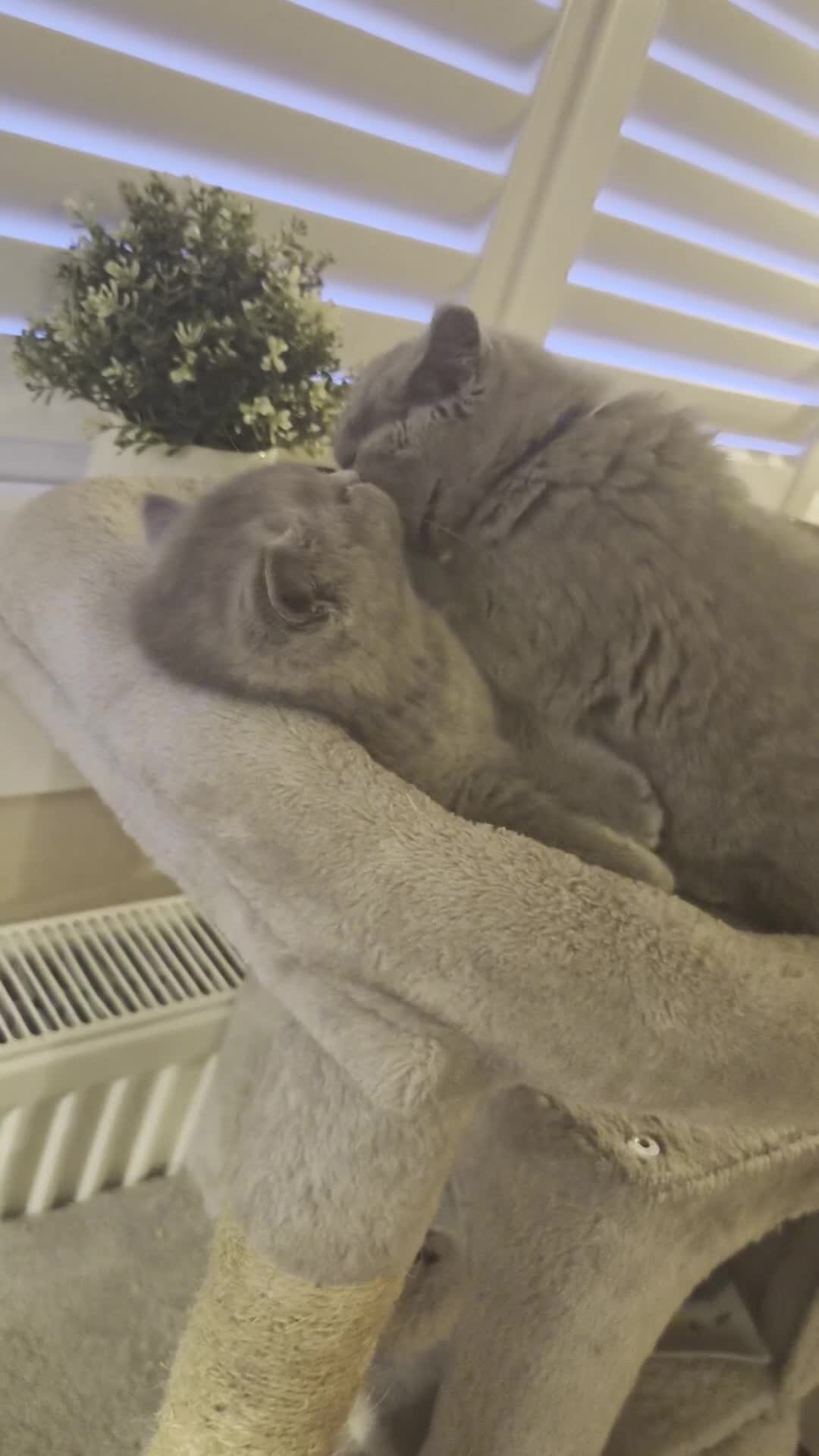 British Shorthair cats for sale: 3 British Shorthair Girls Lilac and Blue - Video 2