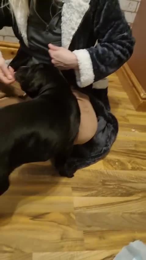 Cane Corso dogs for sale: Merle and brindle cane corso - Video 3