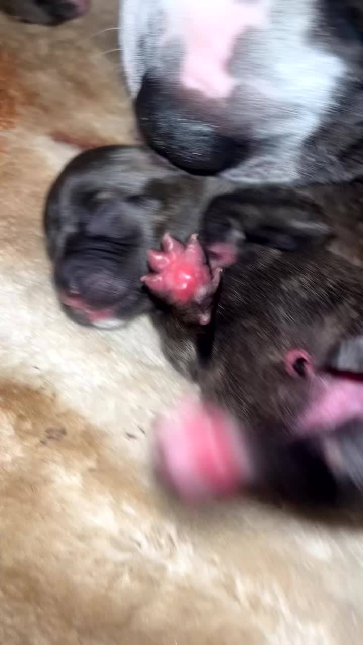 Mixed Breed dogs for sale: Merle bitches bandogs - Video 1