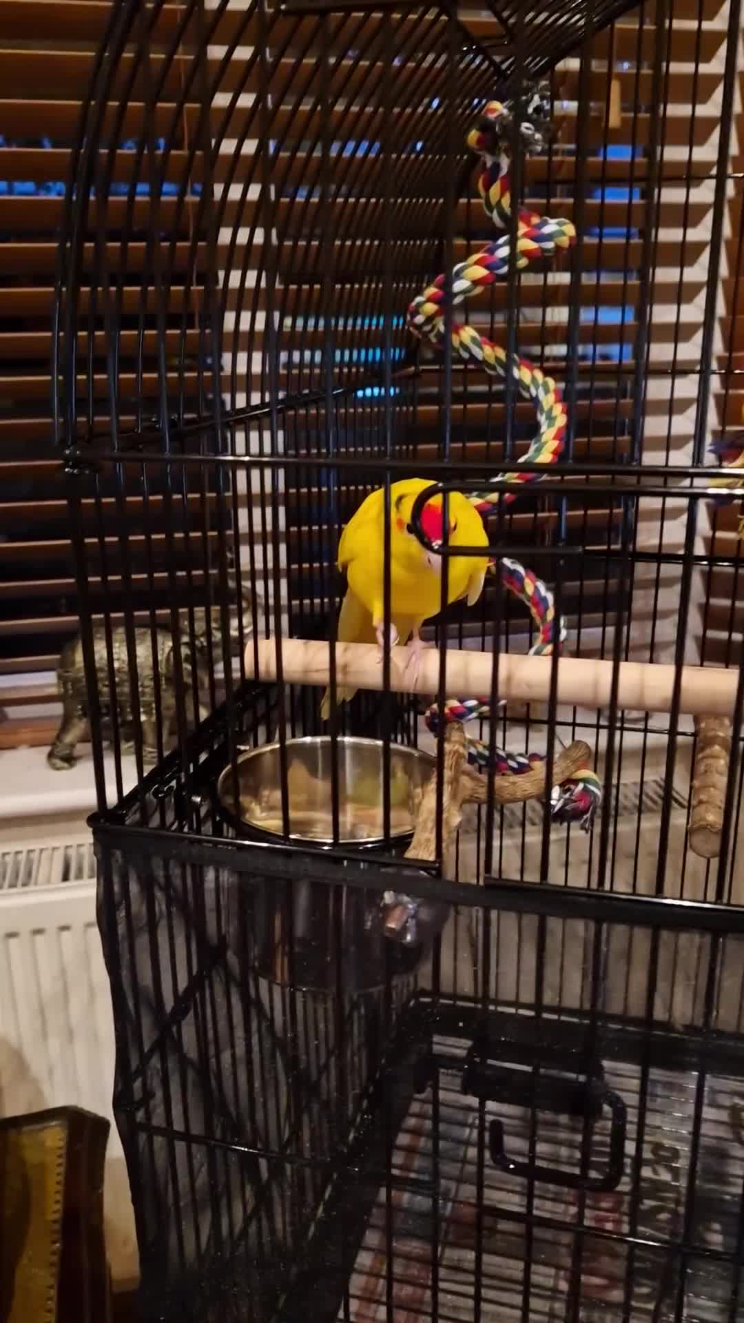 Parakeets birds for sale: Yellow Female Kakariki  - Video 1