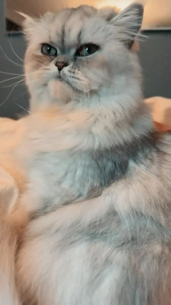 Exotic cats for sale: 2 high quality exotic females  - Video 1