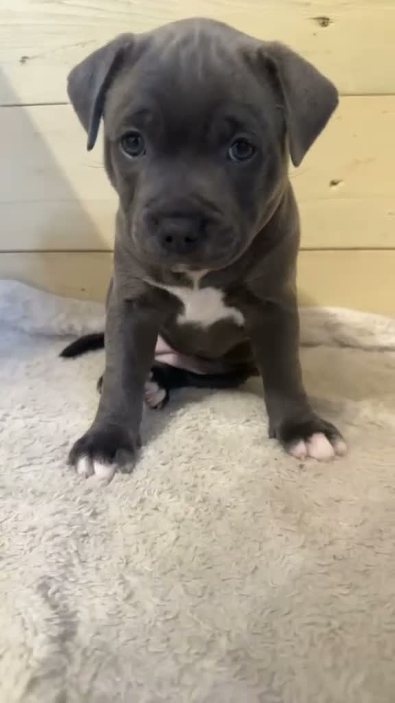 Staffordshire Bull Terrier dogs for sale: Staffordshire Bull Terrier Pups - 4 Gorgeous Pups in Spalding - Video 5