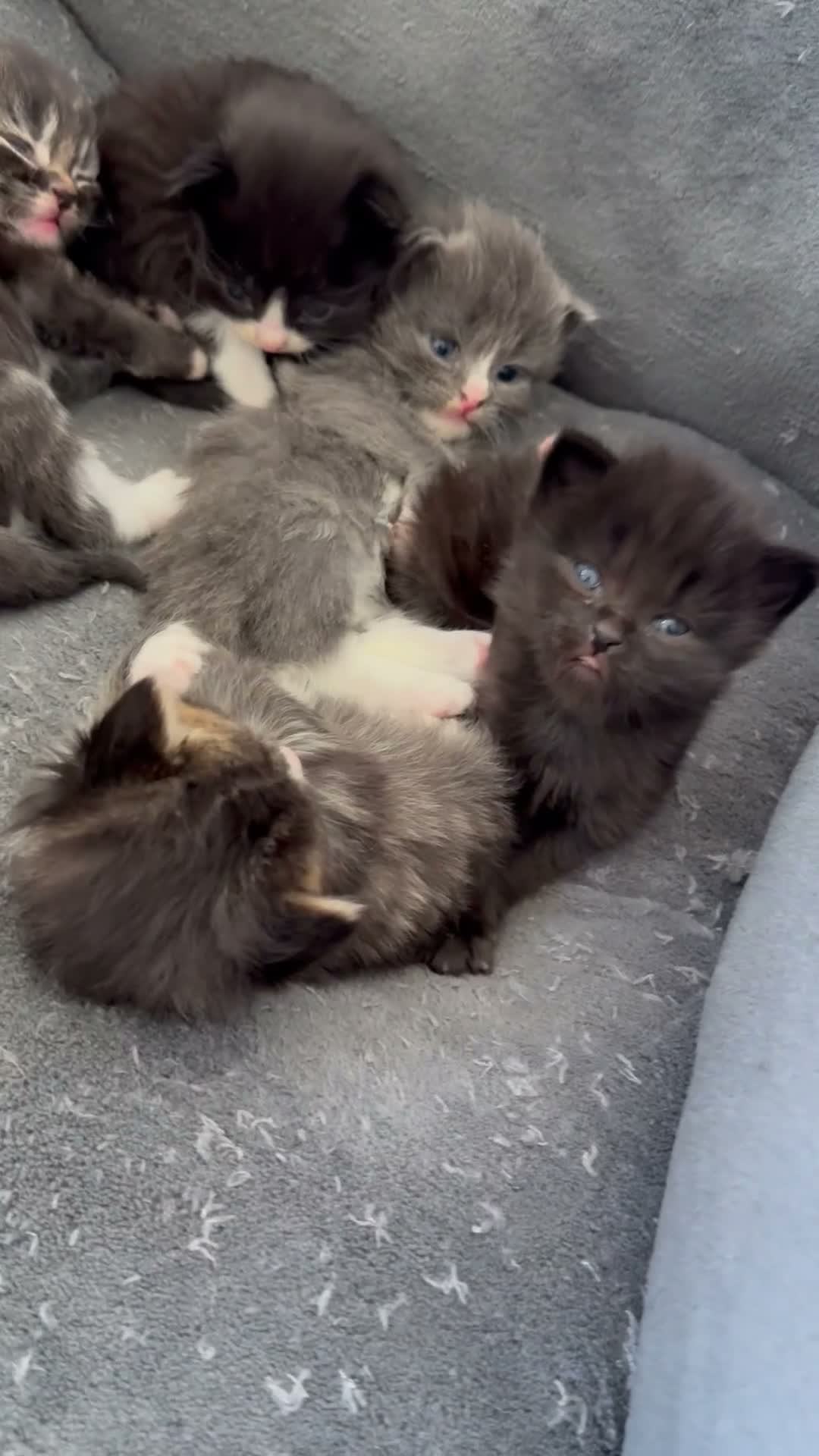 British Longhair cats for sale: 5 adorable kittens  - Video 1