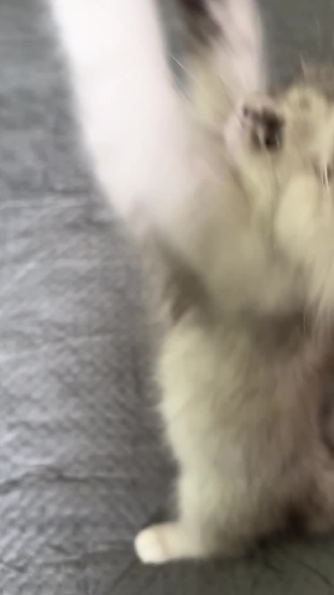 Persian cats for sale: Persian Chinchilla Kittens ready for Loving Homes! - Video 3