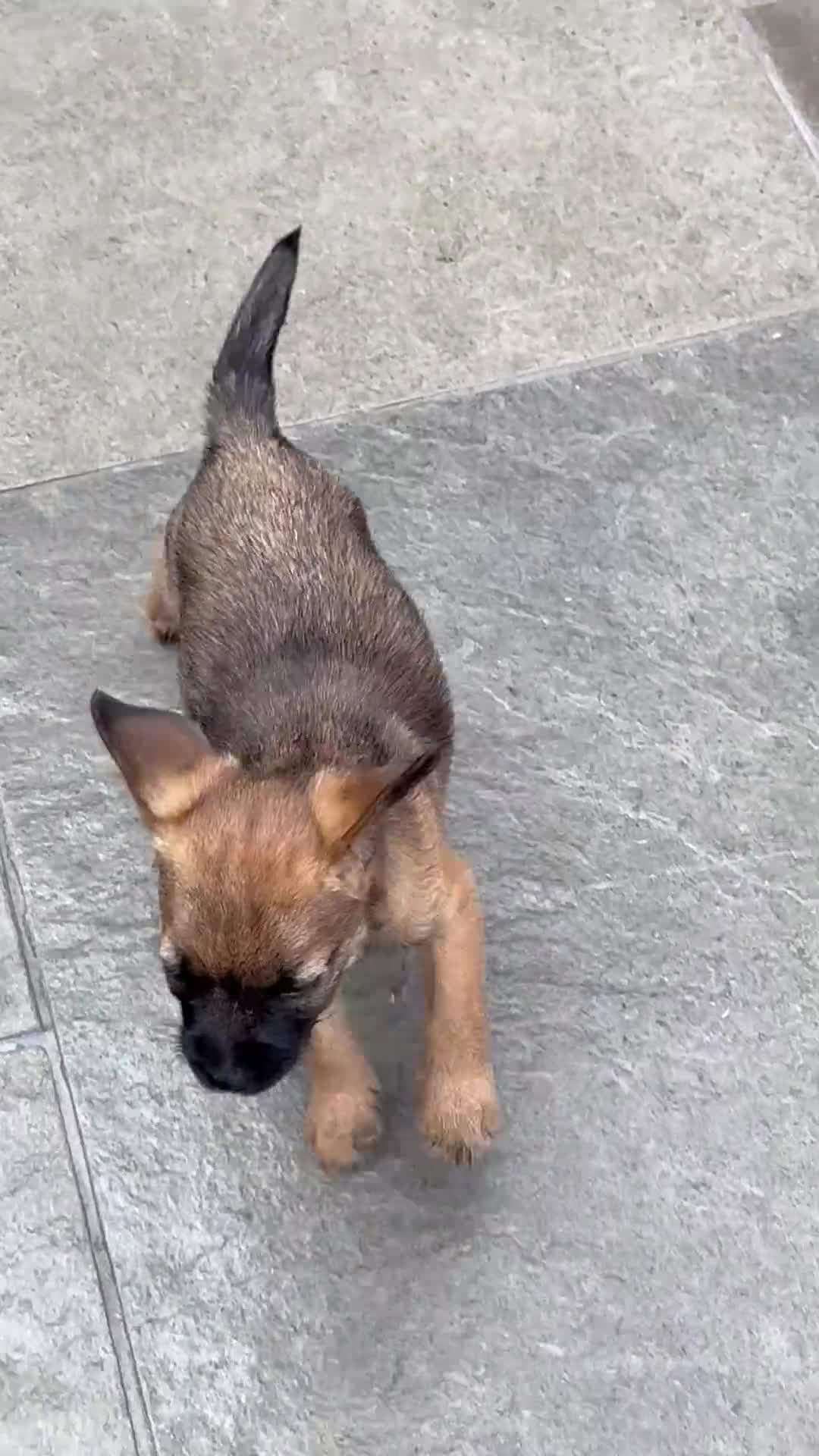 Border Terrier dogs for sale: Border terrier puppies  - Video 1