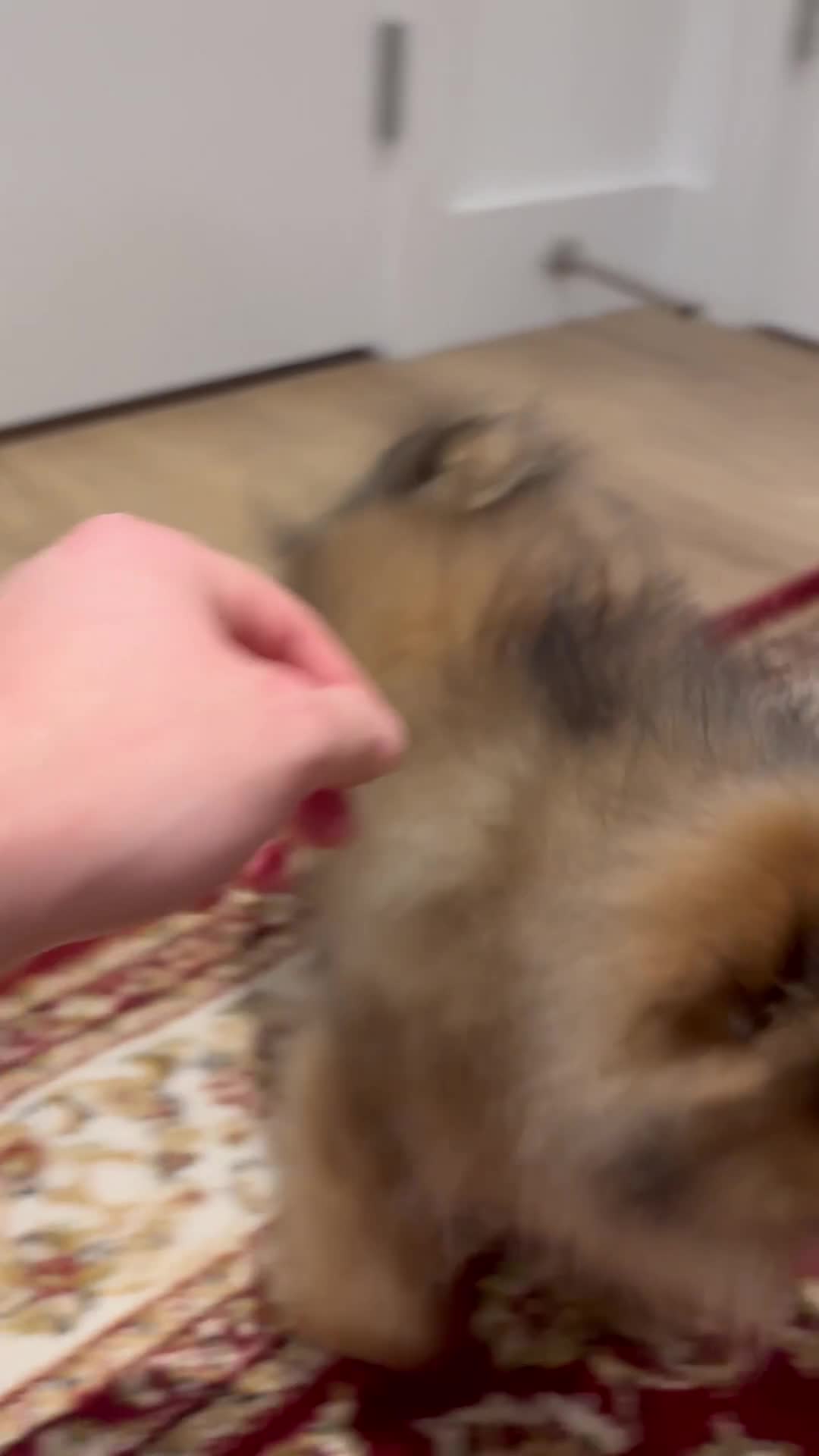 Pomeranian dogs for sale: 🐾 Stunning Male Pomeranian Puppy – £1,750 🐾 - Video 5