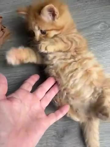 Domestic Shorthair cats for sale: 2 m 2fm ginger kitten 2fm,1m dark stripe in Coatbridge - Video 1