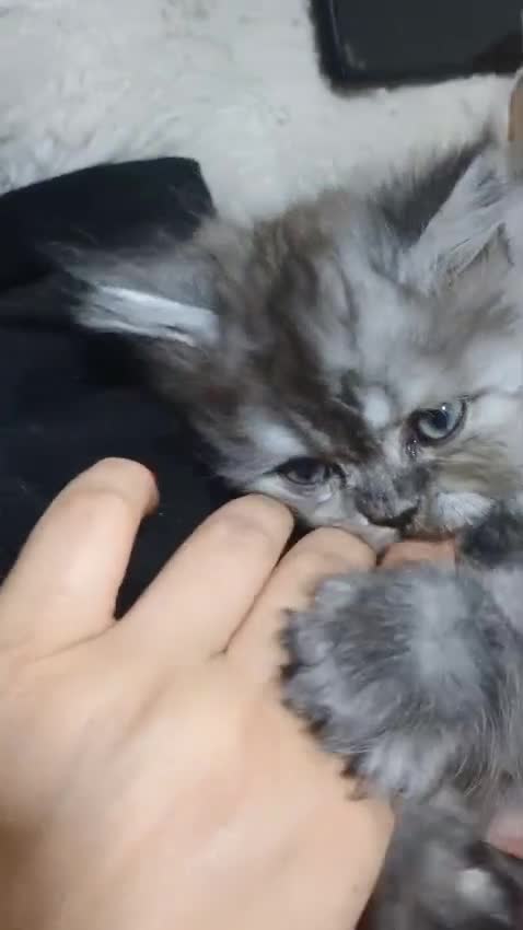 Persian cats for sale: Grey Persian Male - Video 1