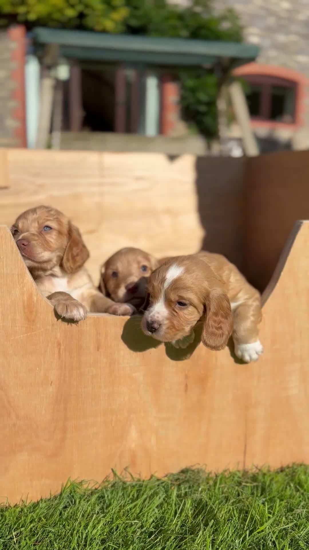 Cocker Spaniel dogs for sale: Stunning Working Cocker Spaniel Puppies - Video 5