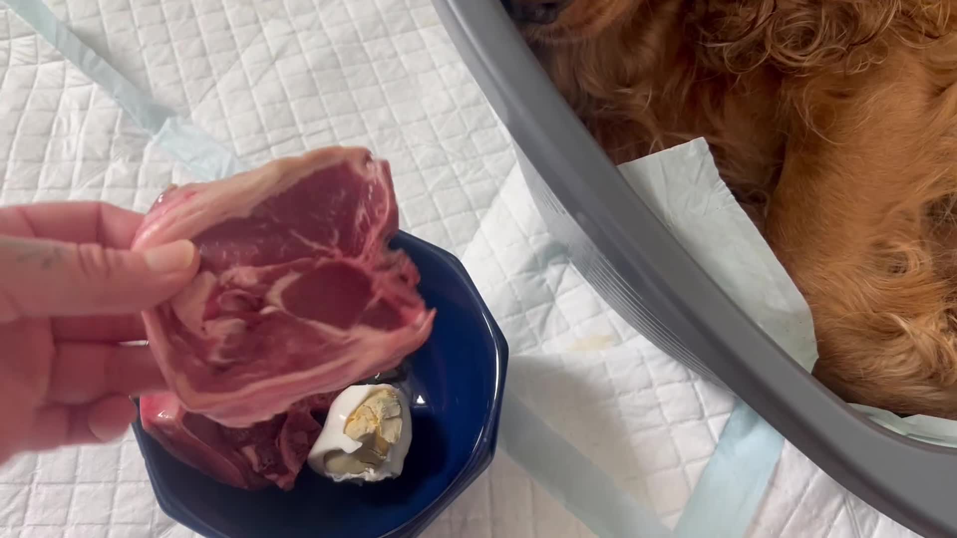 Cocker Spaniel dogs for sale: Cocker Spaniel puppies - Video 4