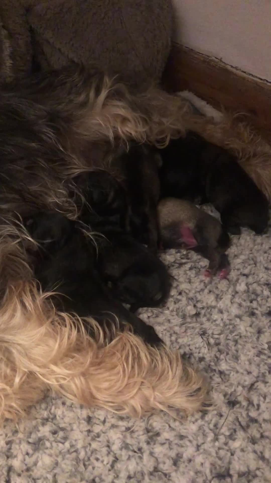 Miniature Schnauzer dogs for sale: miniture schnauzer - Video 1