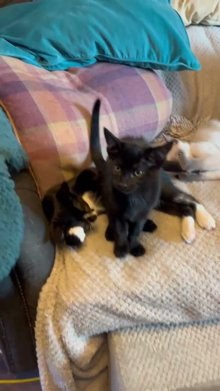Oriental cats for sale: 9 STUNNING KITTENS - PLEASE READ DESCRIPTION!! - Video 1